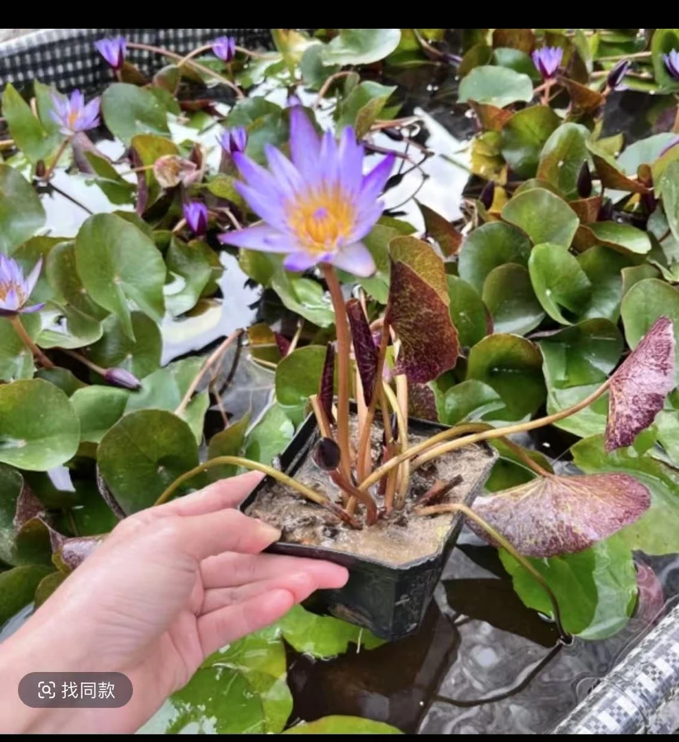 迷你成品睡莲水培植物鱼缸庭院四季开花苞花盆栽