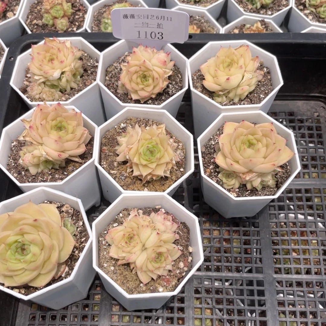 薇薇安园艺多肉1103