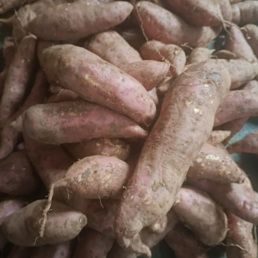 云乡土特产【红~薯】红薯山药煮粥卯