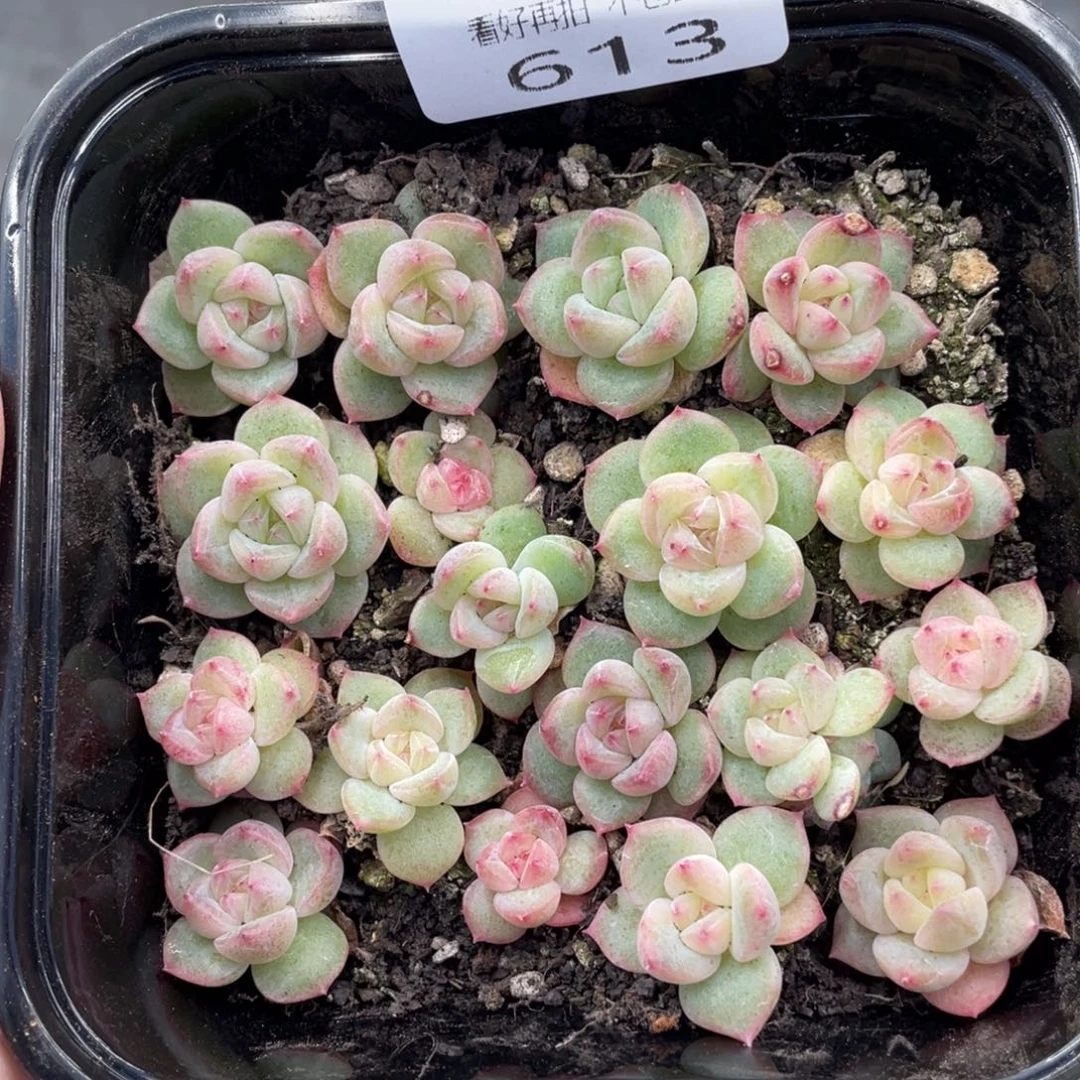 云糖心多肉植物613