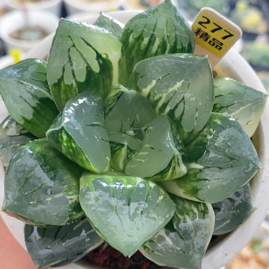 不开花植物277莫迪卡