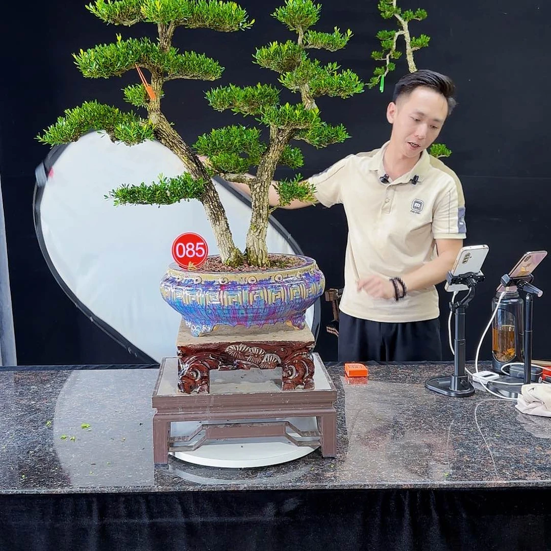 无花朵S****l高端黄杨产品系列