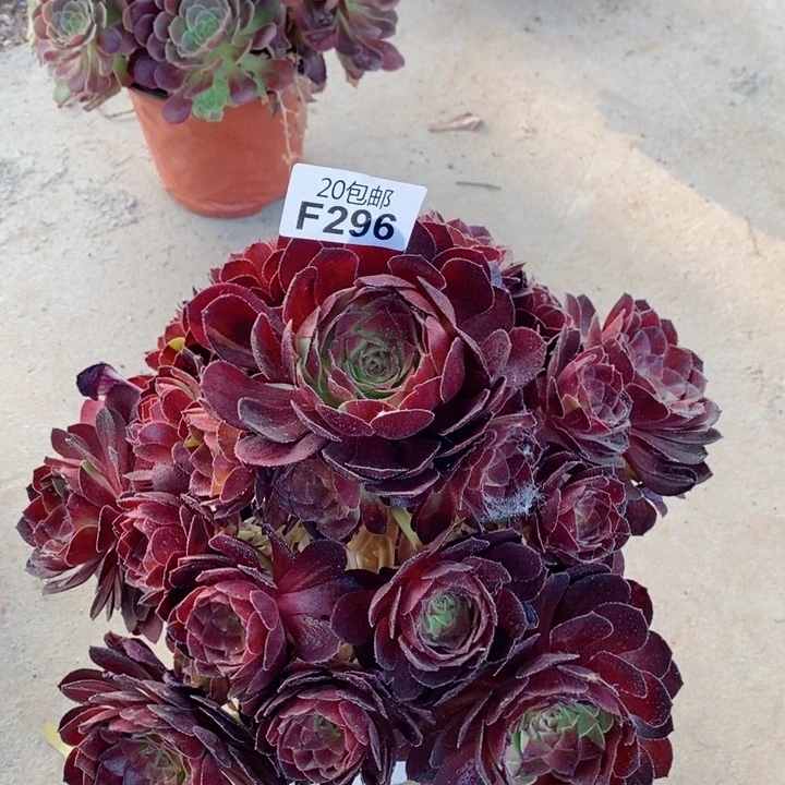 296花无缺多肉馅