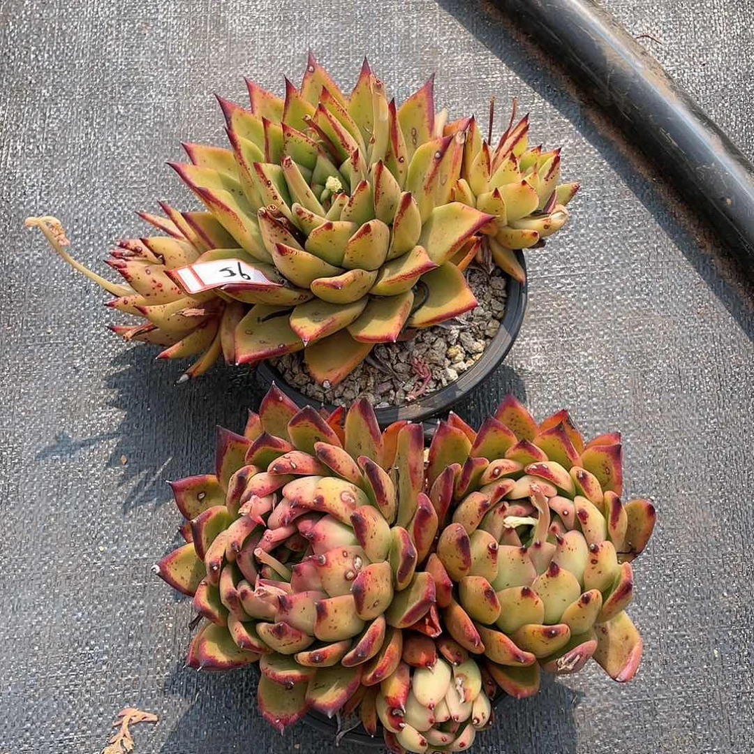 修*东云组拍95（西藏、新疆、内蒙不包邮）