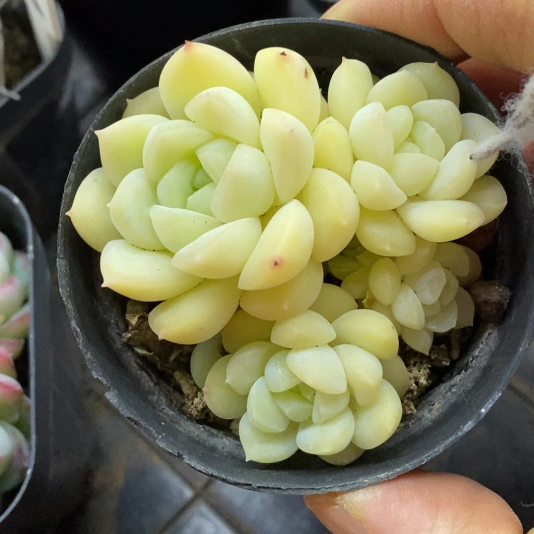 精品多肉一物一拍不包整176