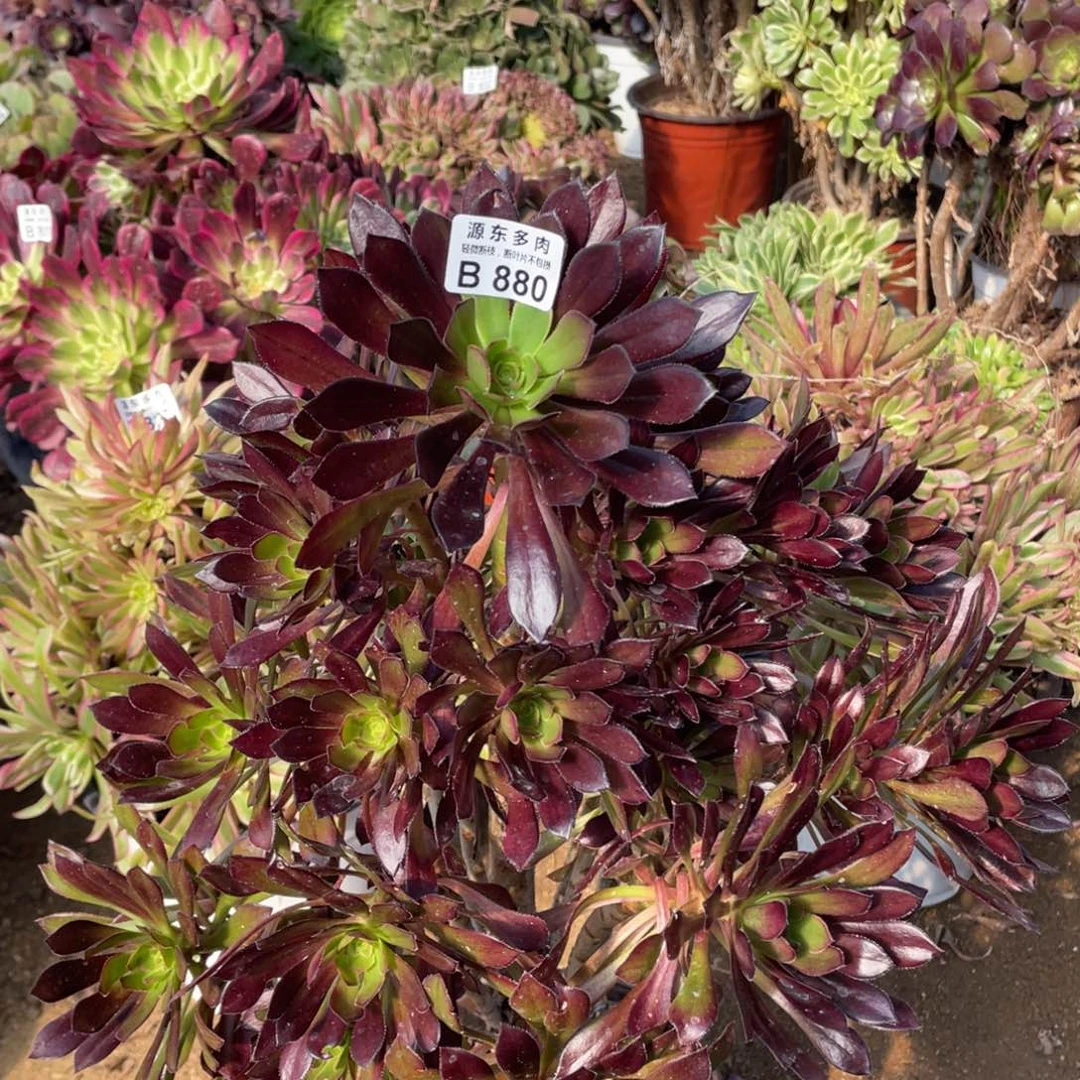 880黑法师多肉法师断枝不包