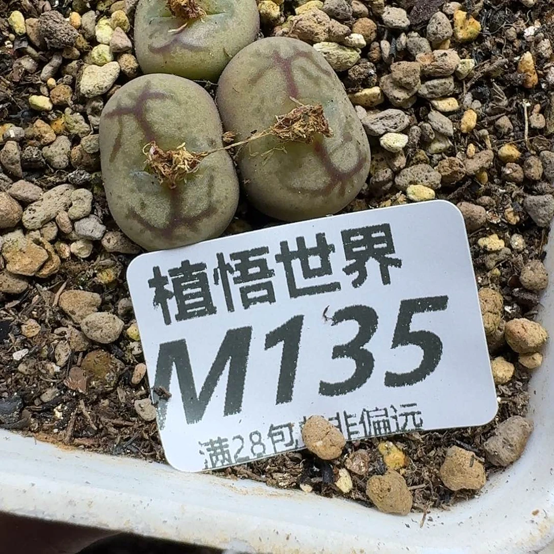 是***～多肉植物的润泽gbn