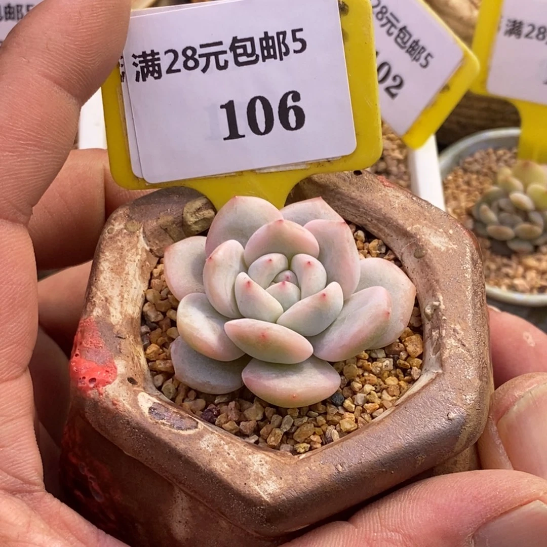 5106星影富轮锦单头