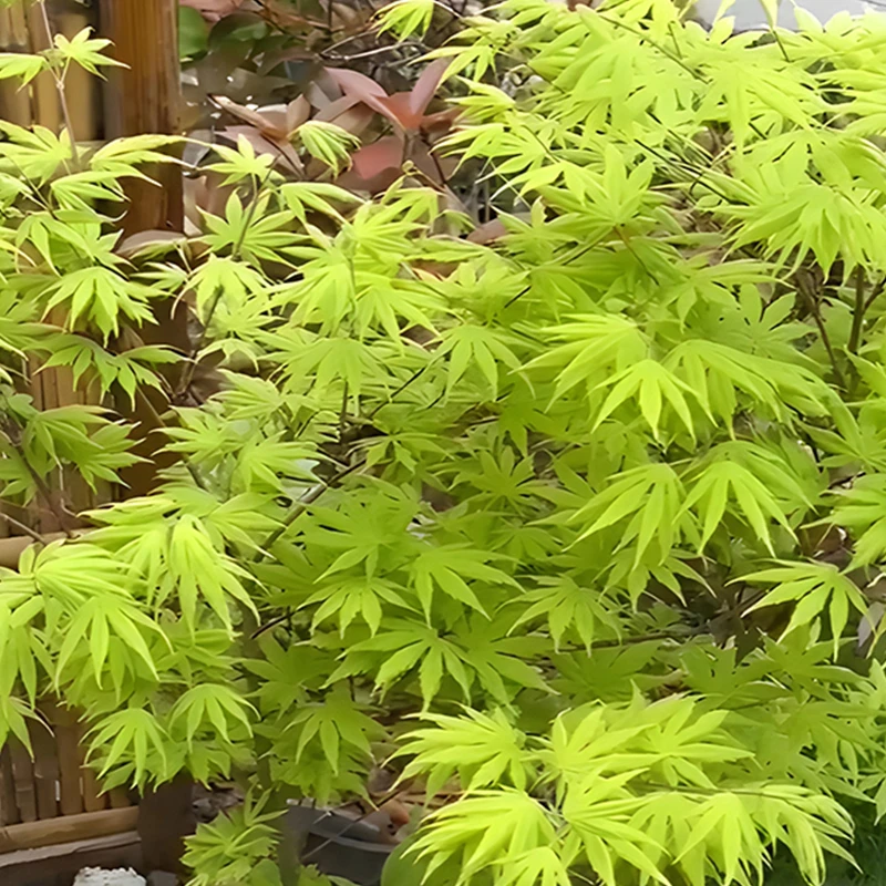 128（直播链接/一物一拍）流泉枫红枫羽毛枫团扇系枫树