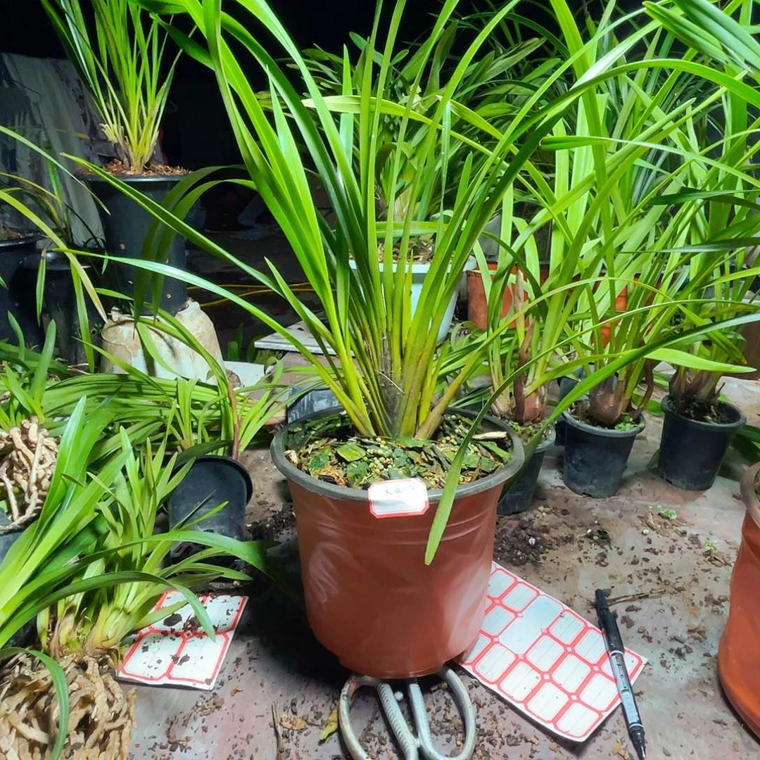 无花朵大雪兰等植物生长较好且较稳定且