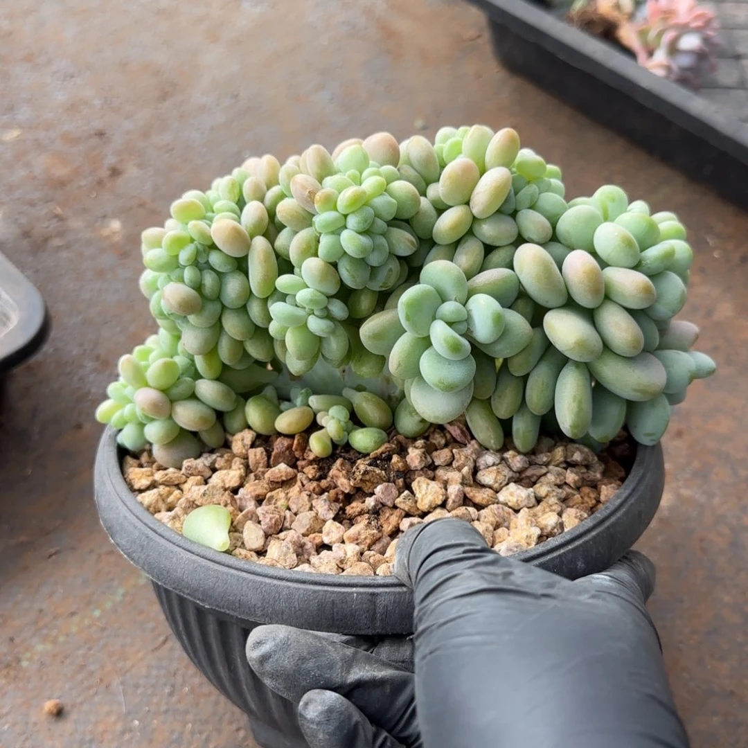 红洛神缀    .0266号