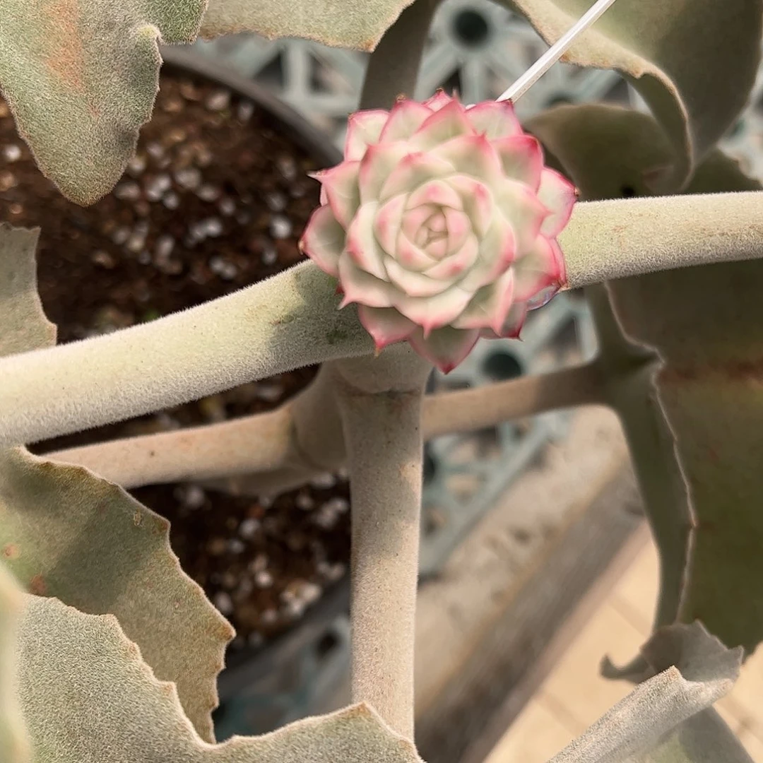 女王玫瑰锦 婕宝一物一拍