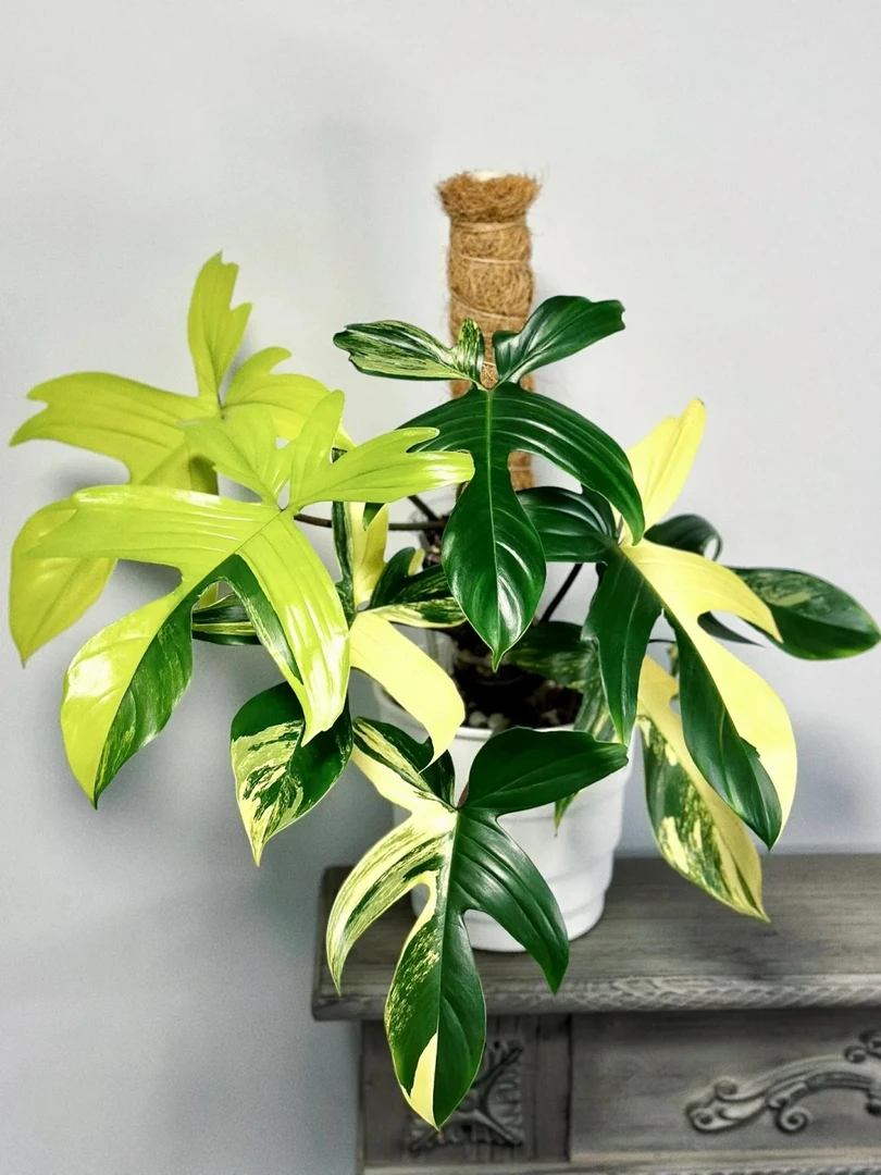 小盆美人锦蔓绿绒室内盆栽趣味植物吸甲醛攀爬垂吊绿植