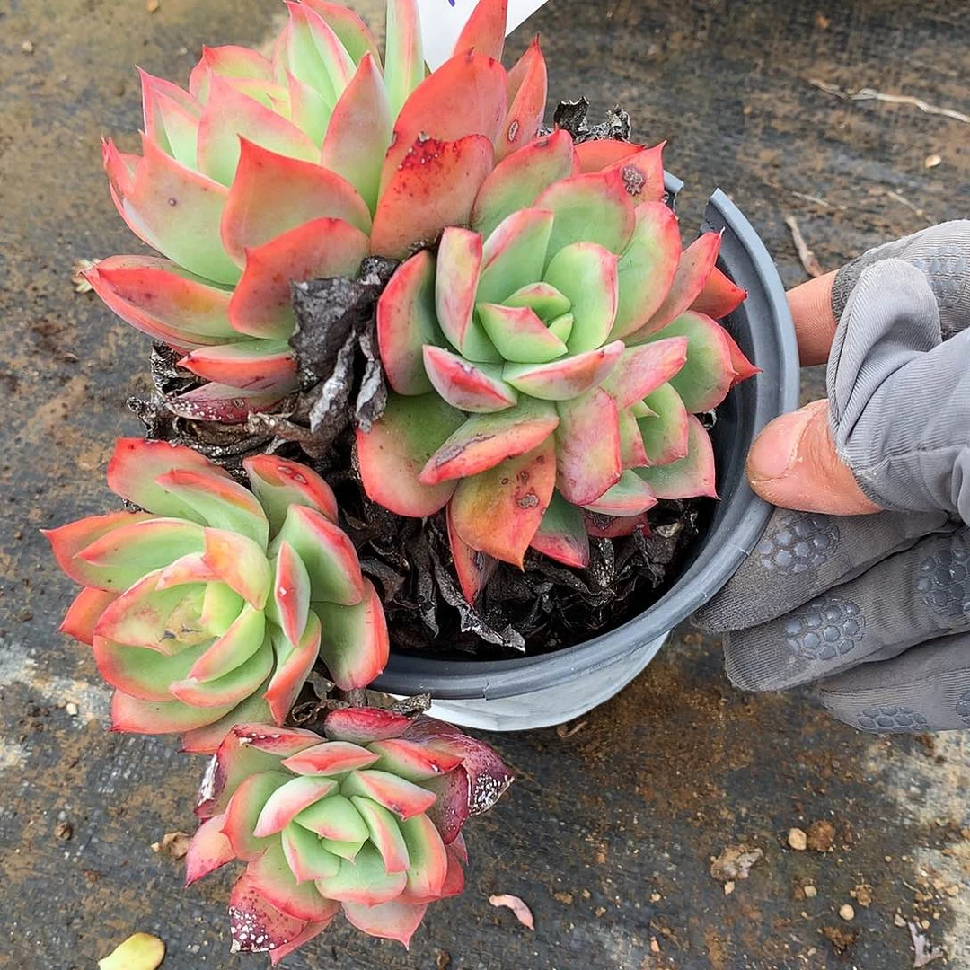 绮罗一物一拍3-180