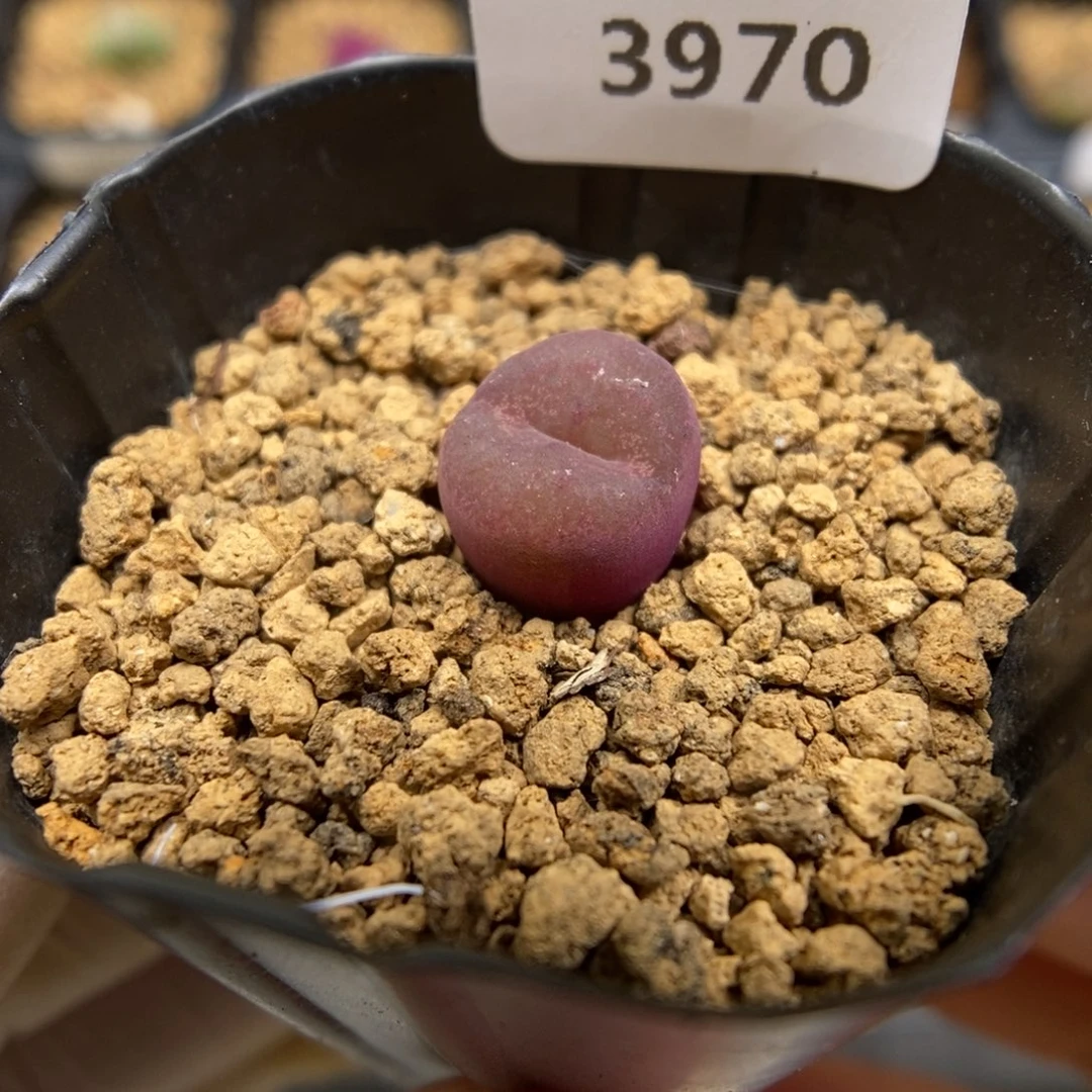 多肉植物肉锥杂交K-3970 吕杂超墨 1.0