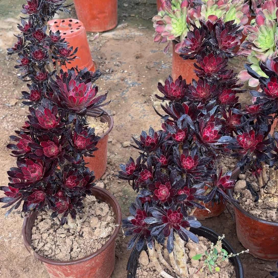 黑法锦9.9多肉植物