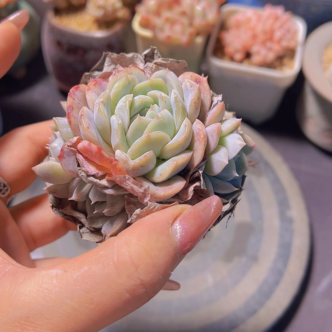 T****糖糖钻4代，多肉植物