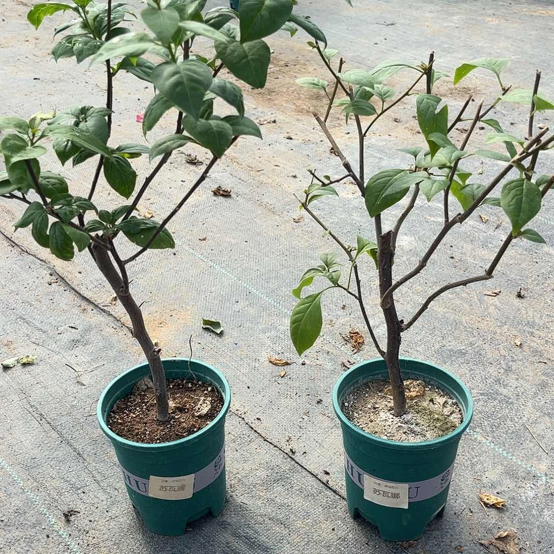 当前无花栽培后可以开花苏瓦娜随机发货福利款不售后