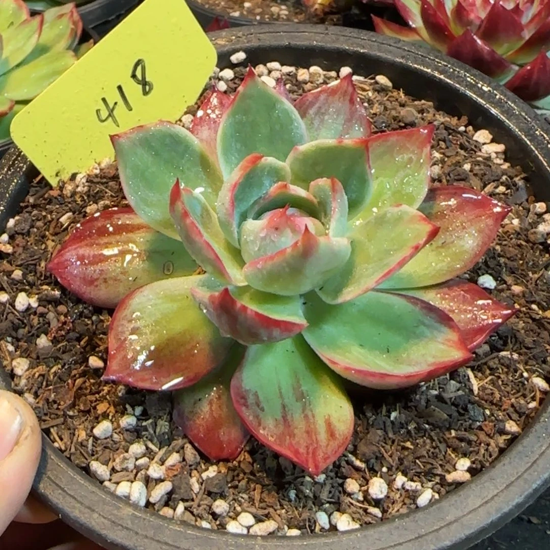 惊鸿一物一拍包装收缩花旱418