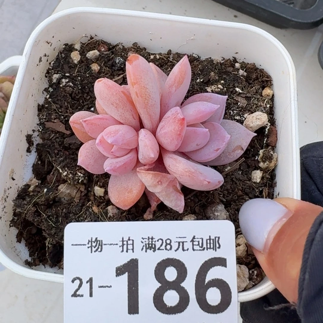 奶茶无盆土发货无