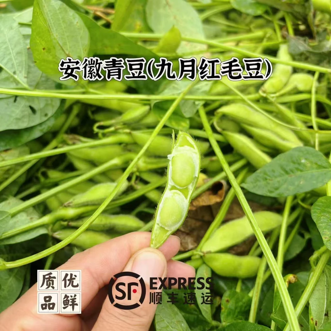 [九月红毛豆]安徽芜湖现摘毛豆本地青豆秋季毛豆农户自种顺丰包邮毛豆