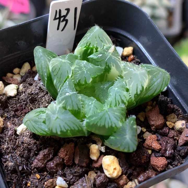 夏沫玉露锦带盆土fahuoo