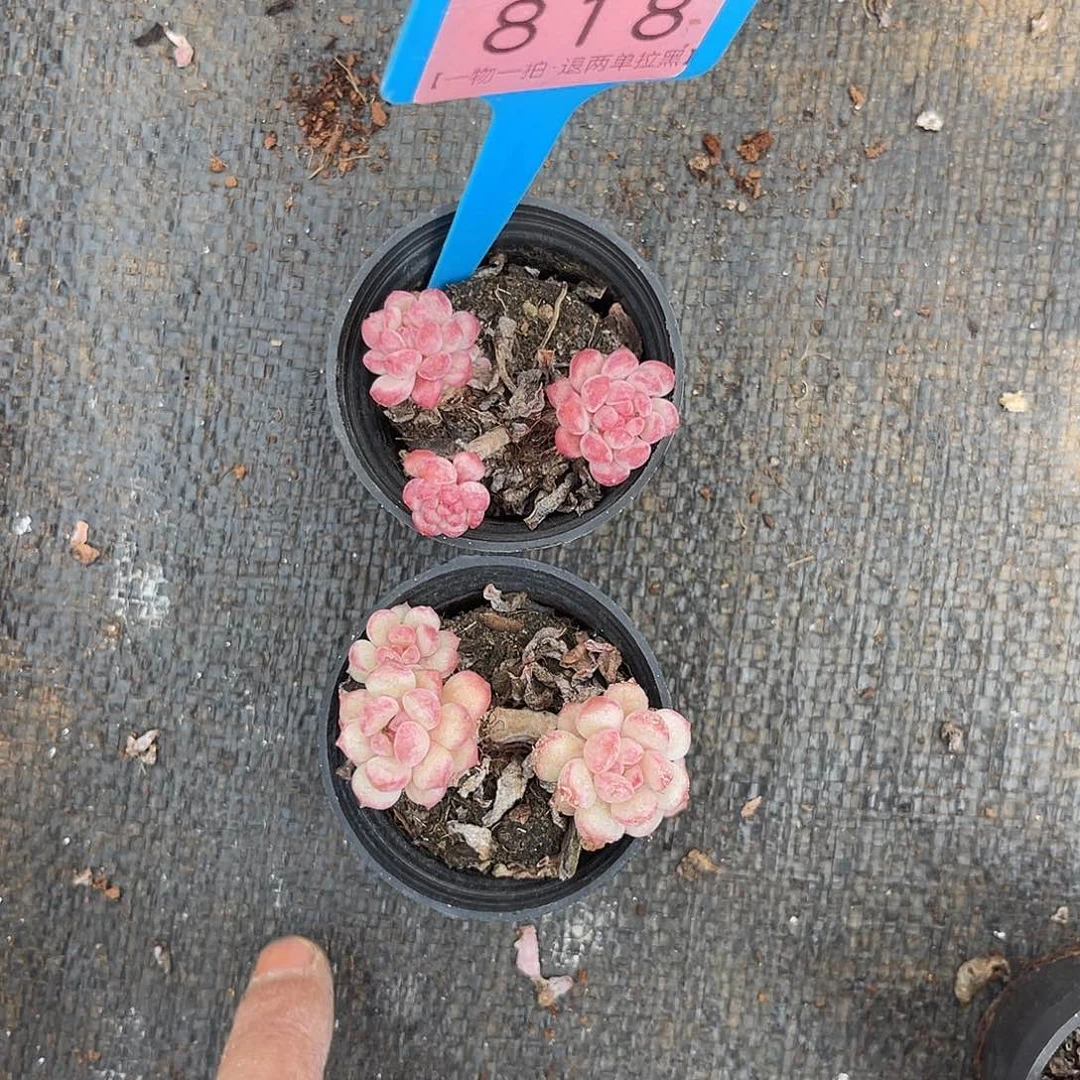 岁****云尘多肉一物一拍 818,
