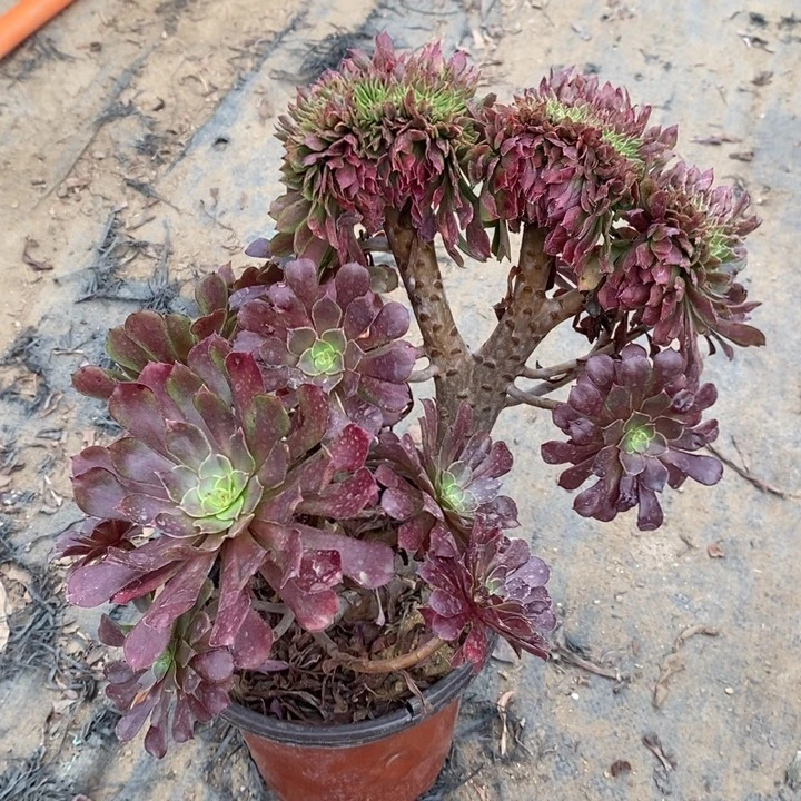 红桐壶缀7多肉植物法师法师