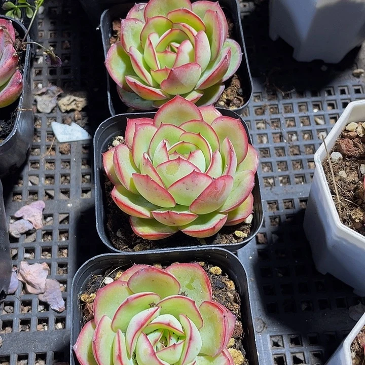 单头牡丹亭带盆土发货