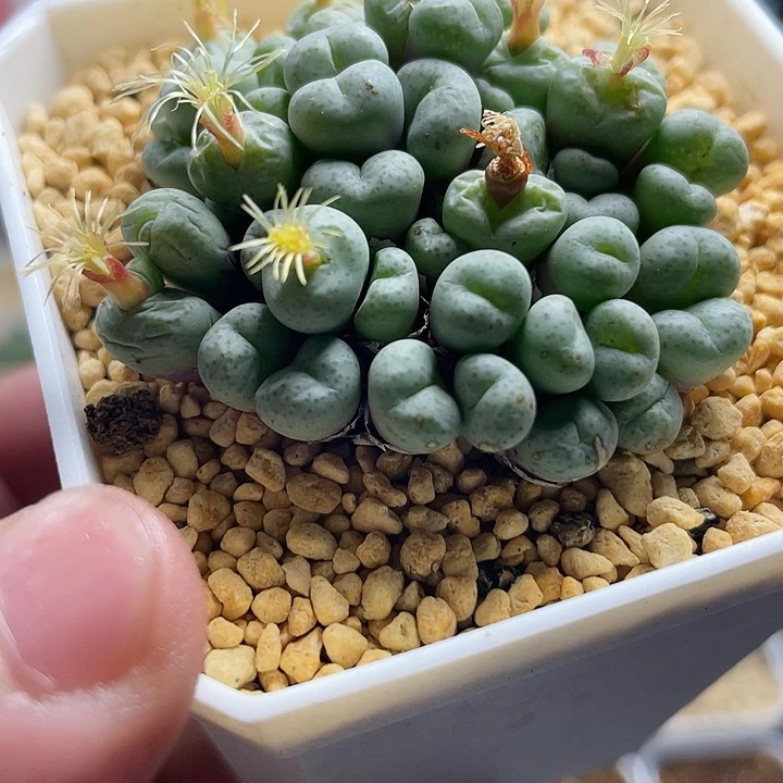 佳人园艺多肉生石花小饼499