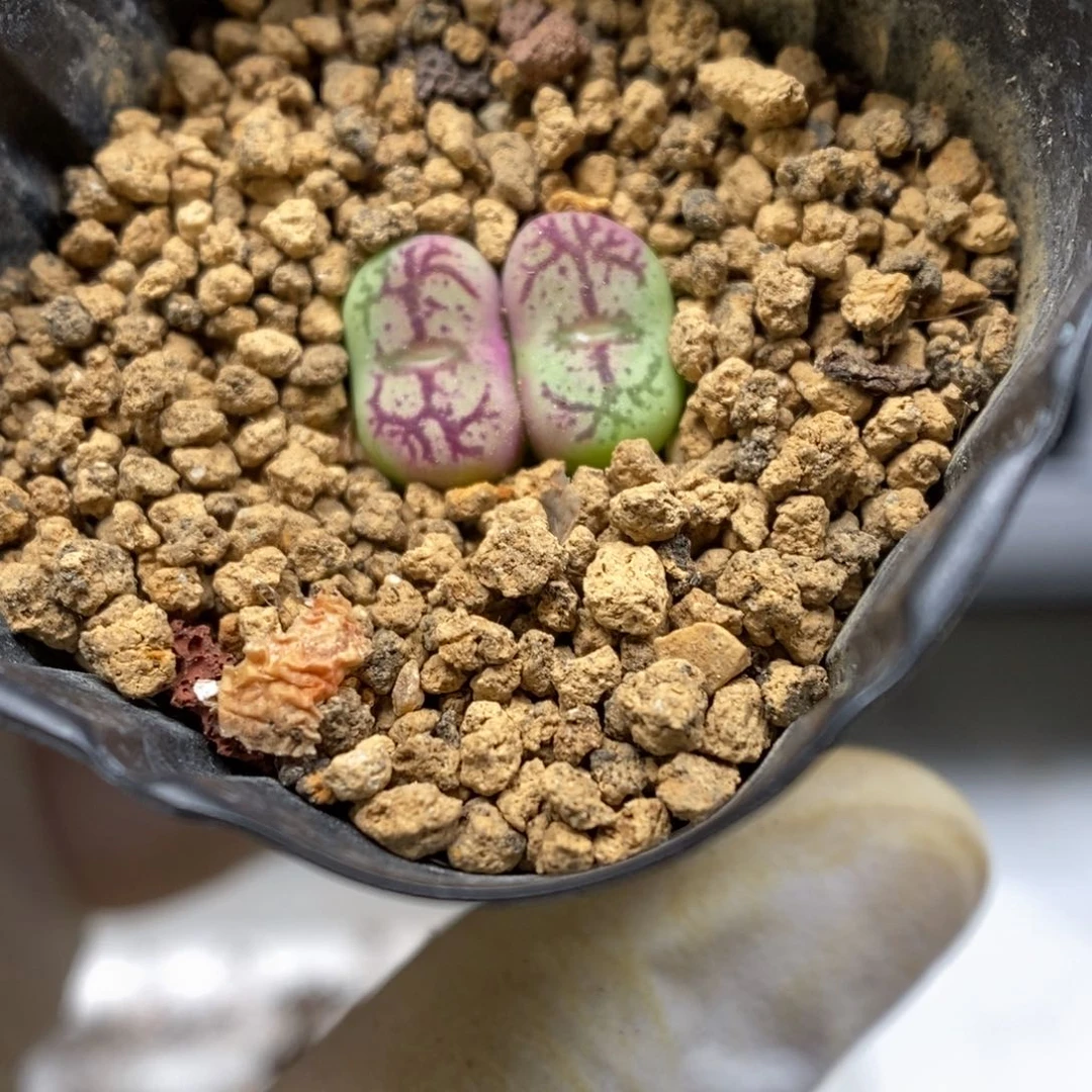 多肉植物肉锥杂交K-3760