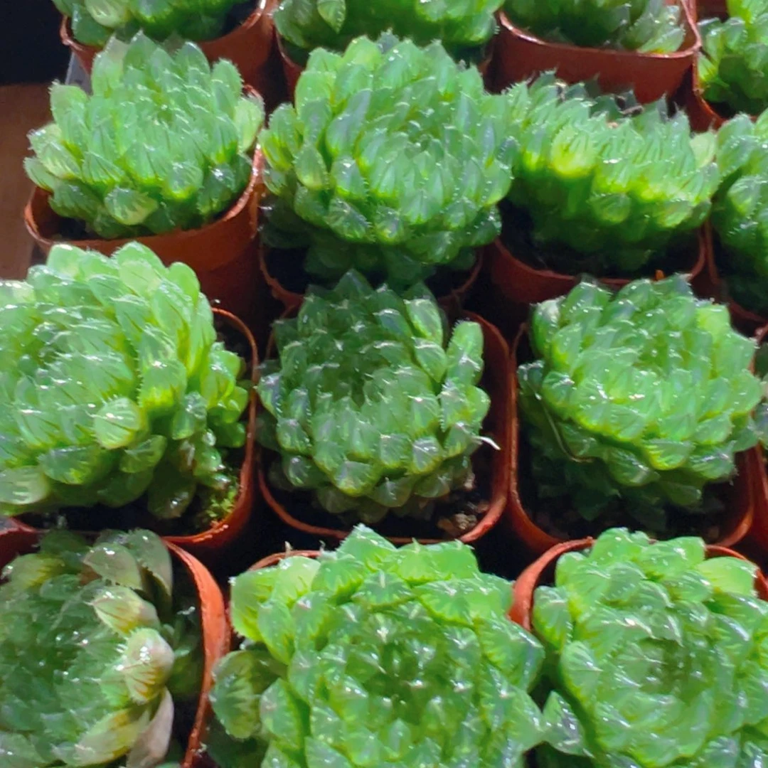 翠云玉露多肉多肉一颗