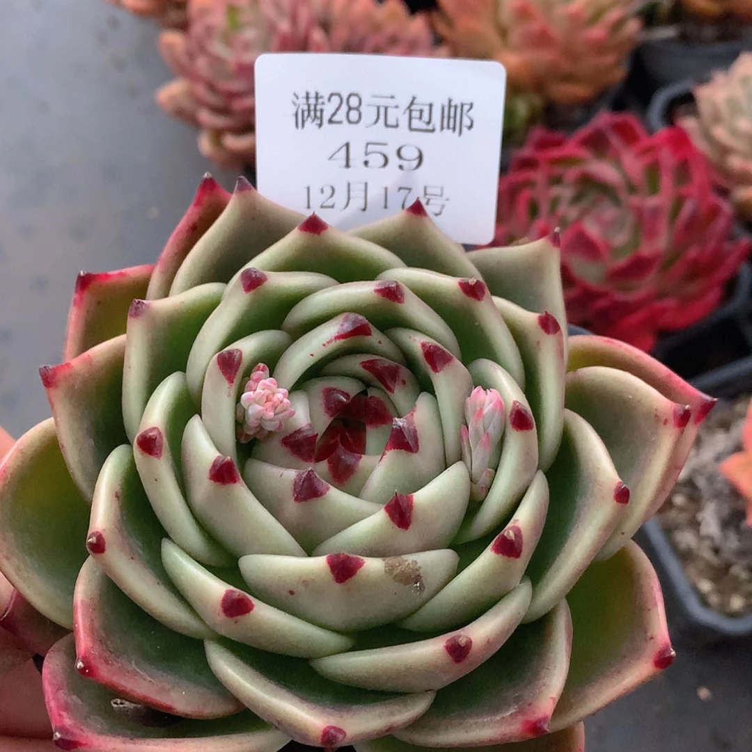 【闪购商品】云459