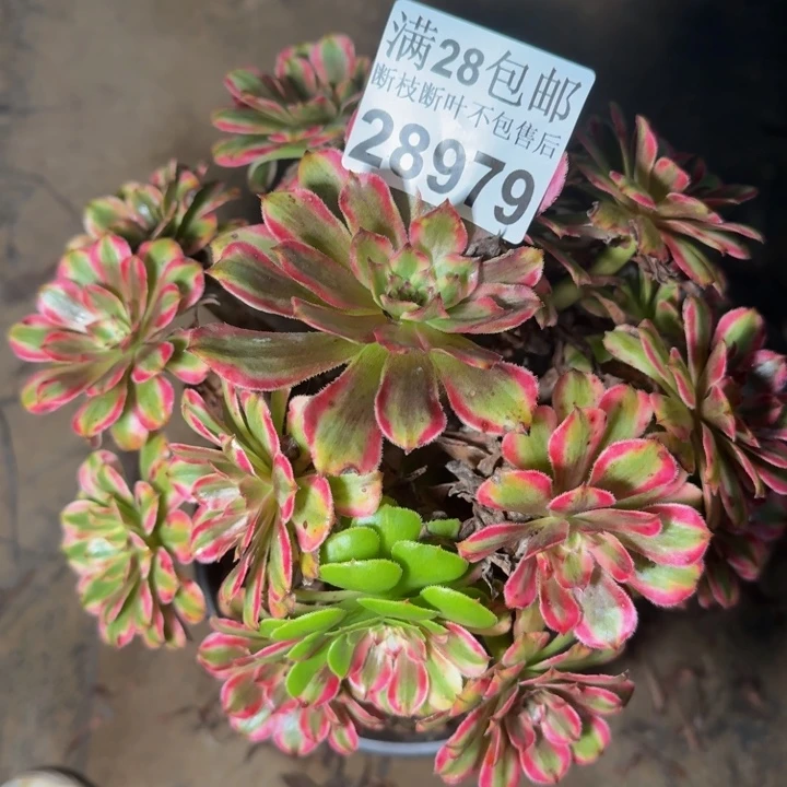 28979粉钻多肉植物