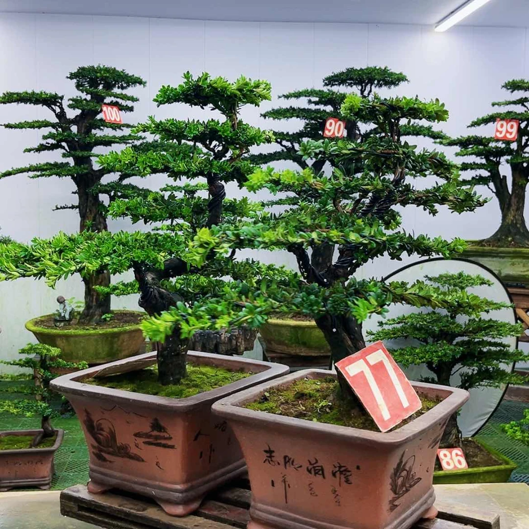 【闪购商品】无花朵