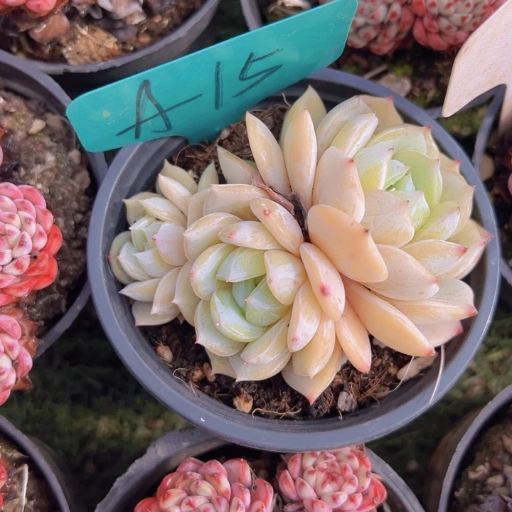 健健康康平平安安