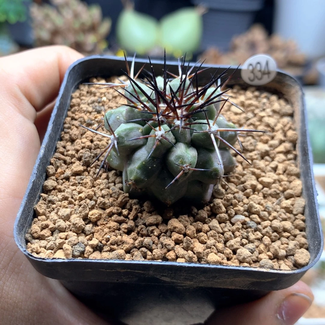 自根黑王丸脱土多肉