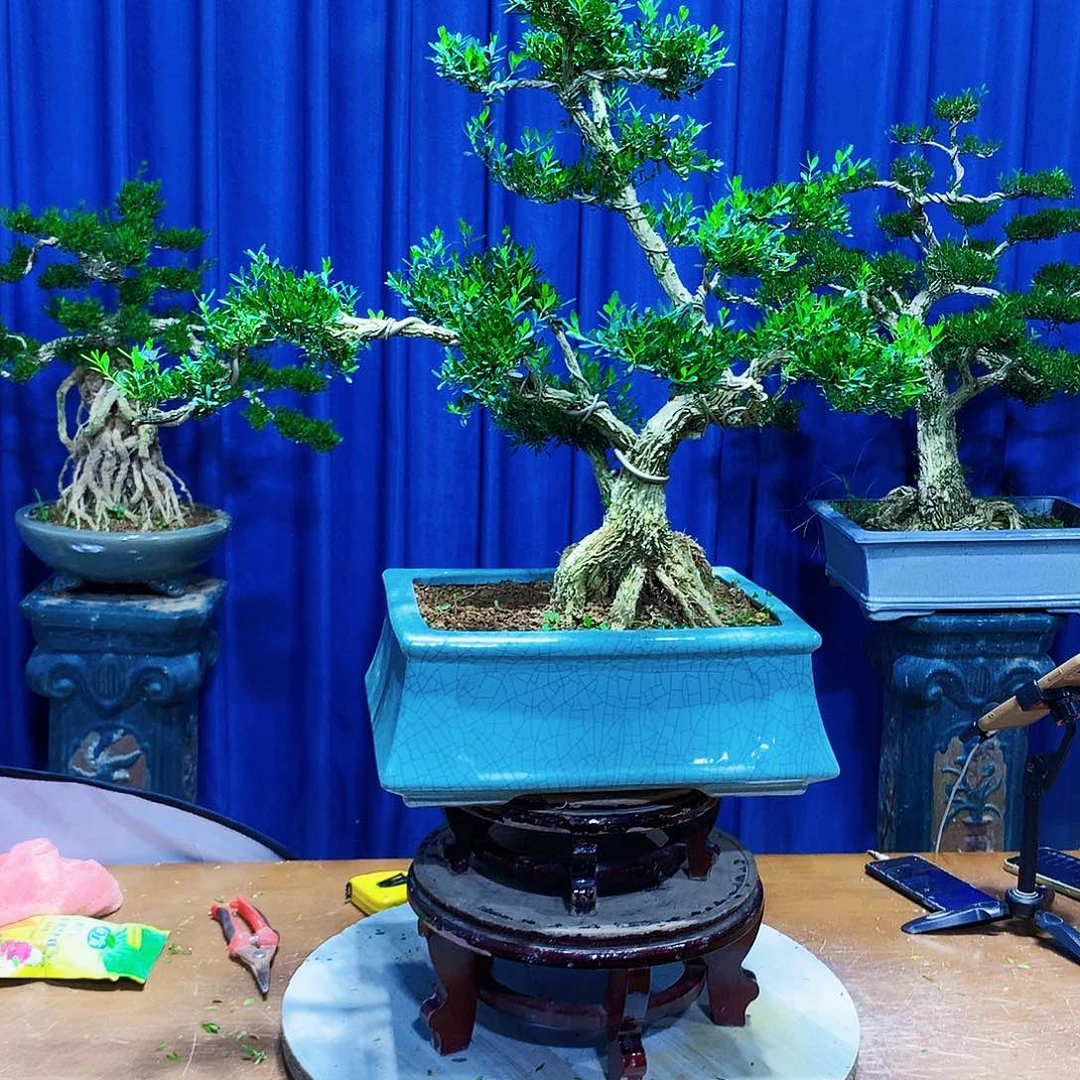 无花朵黄杨盆景一物一拍