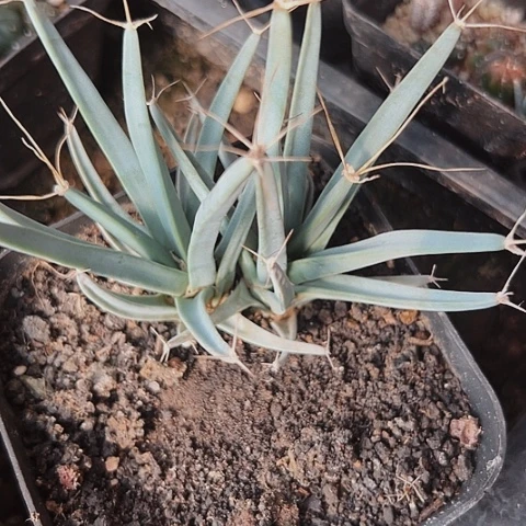 238处理仙人球光山实生