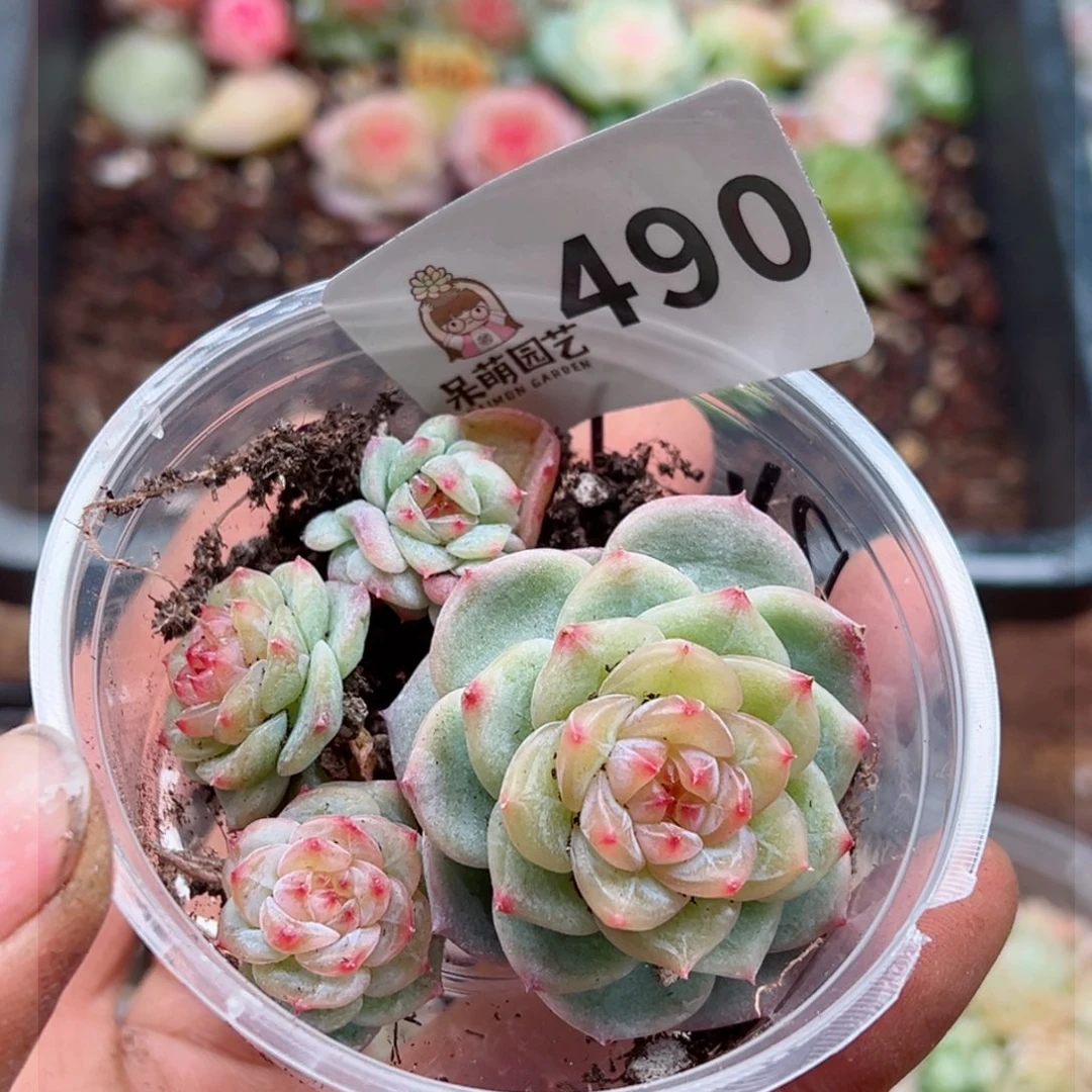 多肉植物多肉植物