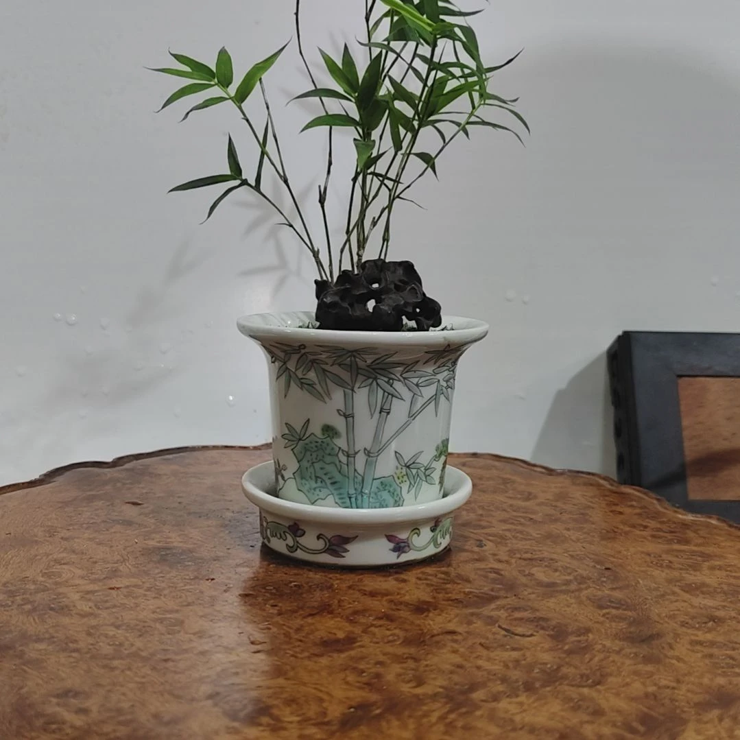 纬***伟无花朵盆景，凤尾竹，太湖石
