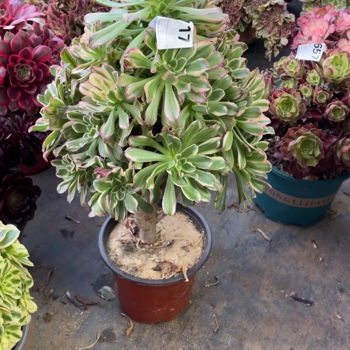 多肉燕日伞棒棒糖老庄717