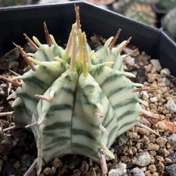 斑马锦自根仙人球