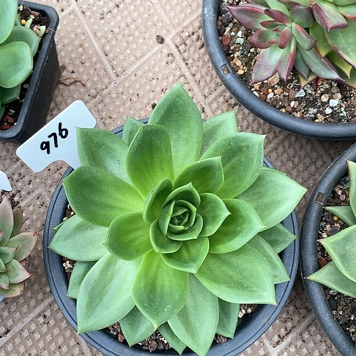 976直播福利翠花19