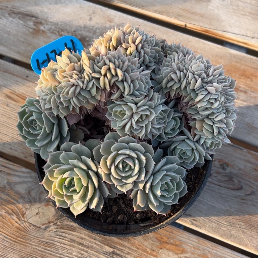 ?****e1-17-61雪域蓝巴黎多肉植物