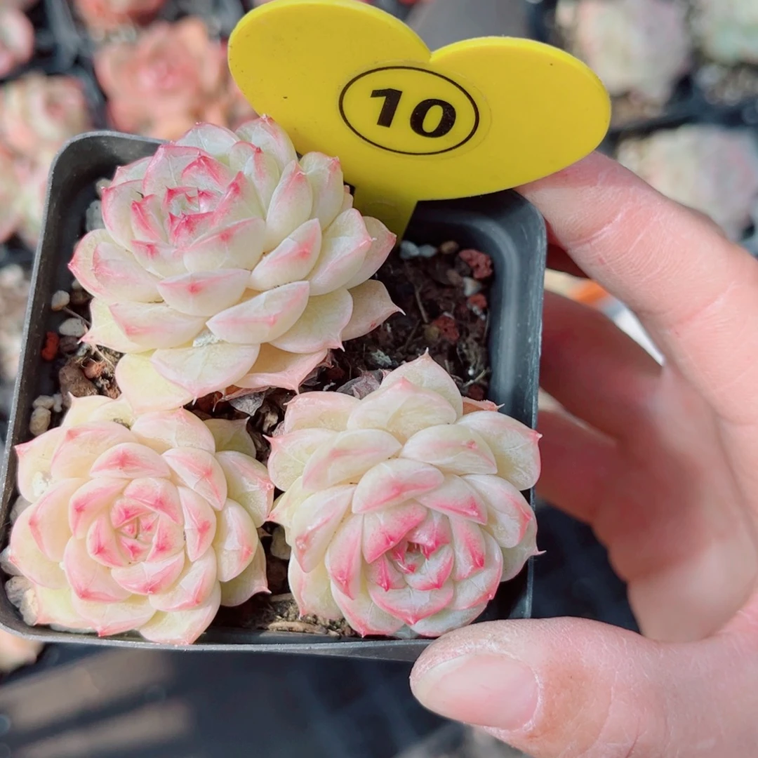 小***怜10号小老桩珍妮群