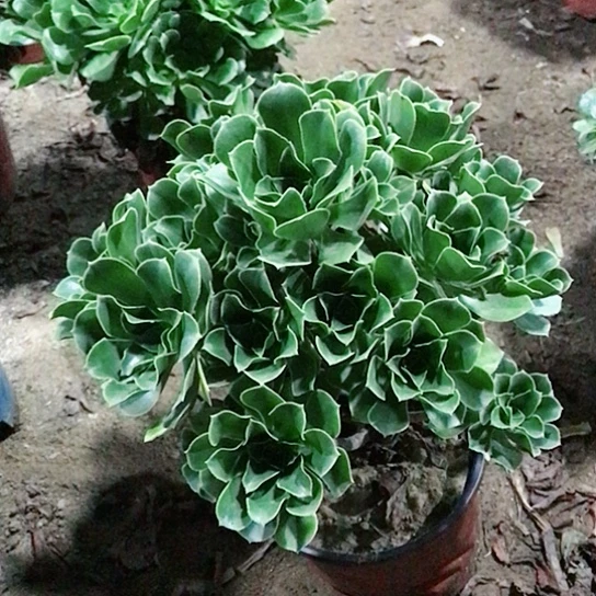 兔***兔香馥法师多肉植物27