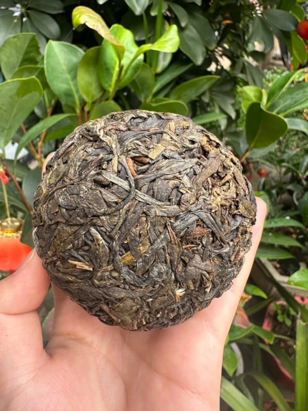 云南螃蟹脚生普生茶坨