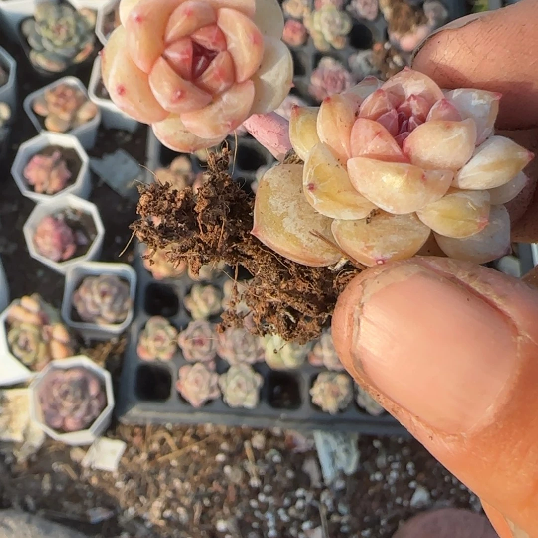 多肉小卡拉米糖心一物一拍