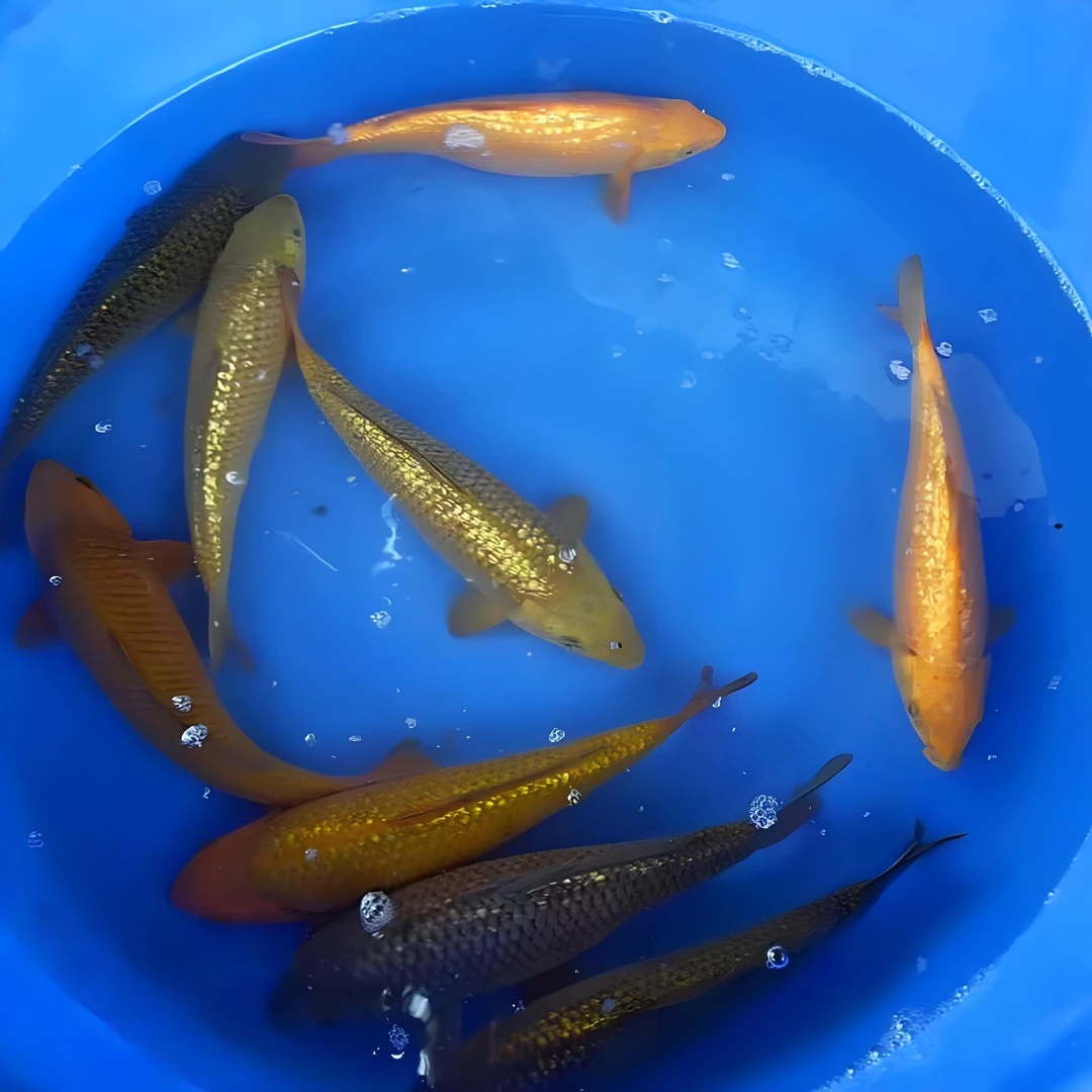 闪鳞茶鲤5条送3条到手8条